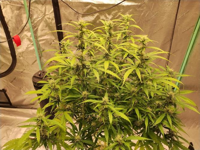 Blackberry Cream Auto DWC. Week 10 - Day 72