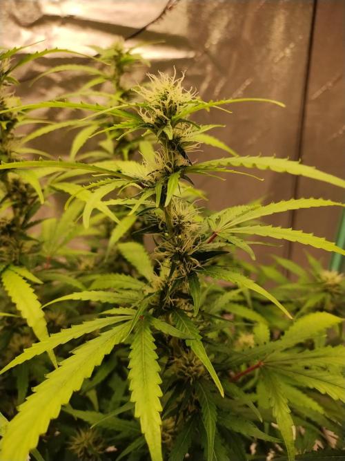 Blackberry Cream Auto DWC. Week 10 - Day 72