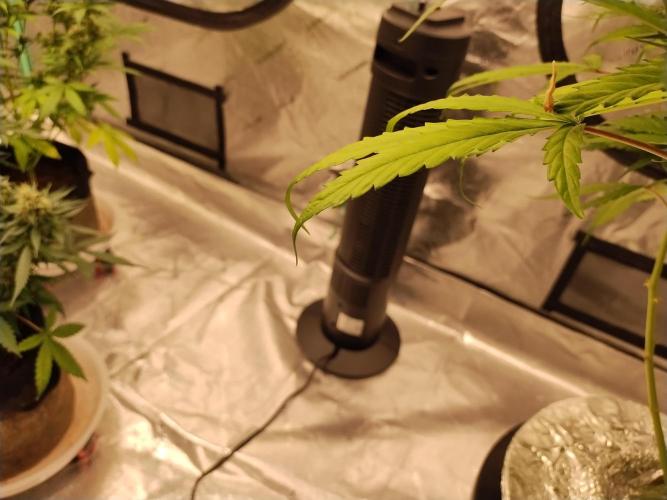 Blackberry Cream Auto DWC. Week 10 - Day 72