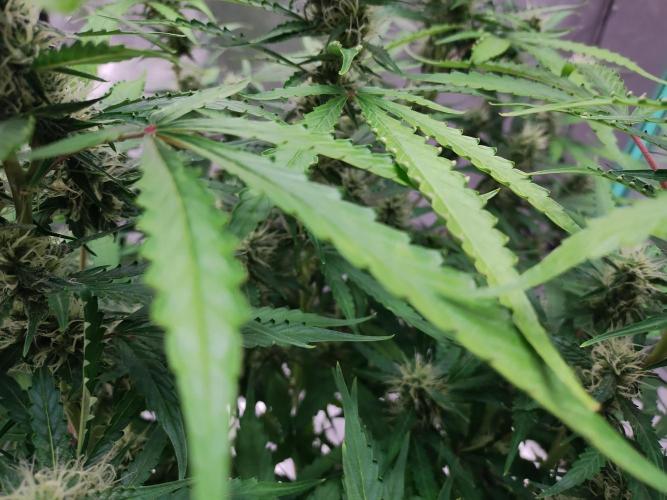 Blackberry Cream Auto DWC. Week 10 - Day 75 - slight taco-ing