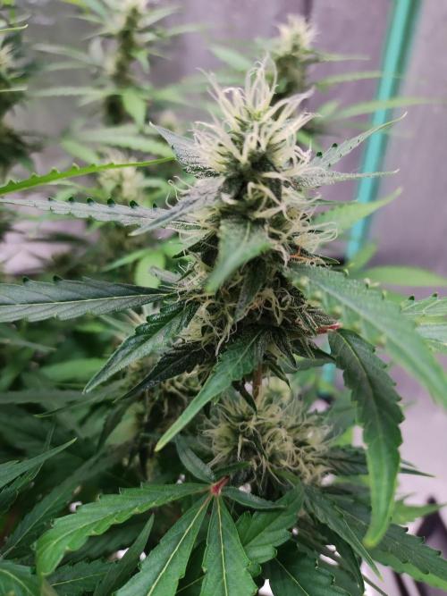 Blackberry Cream Auto DWC. Week 10 - Day 75