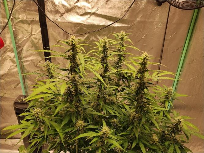 Blackberry Cream Auto DWC. Week 10 - Day 77