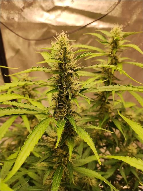 Blackberry Cream Auto DWC. Week 10 - Day 77