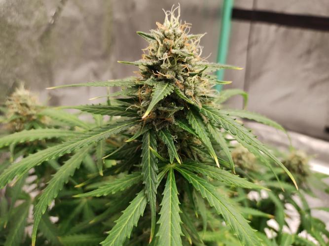 Blackberry Cream Auto. Week 11 - Day 79