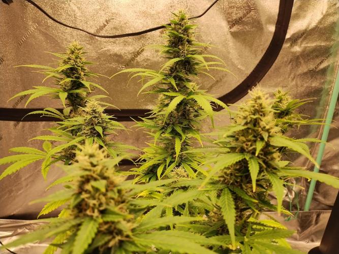 Blackberry Cream Auto. Week 11 - Day 70