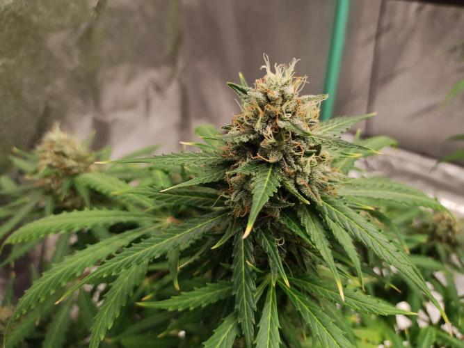 Blackberry Cream Auto. Week 11 - Day 81