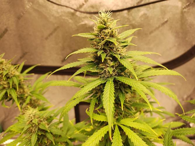 Blackberry Cream Auto. Week 11 - Day 81