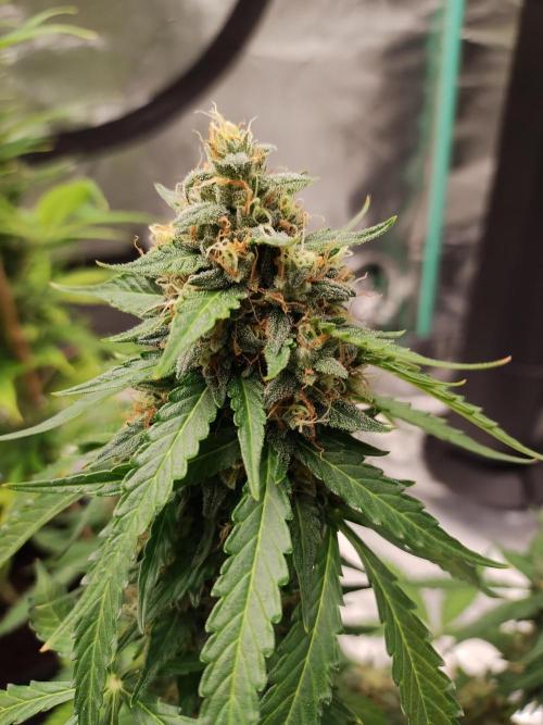 Blackberry Cream Auto. Week 11 - Day 81