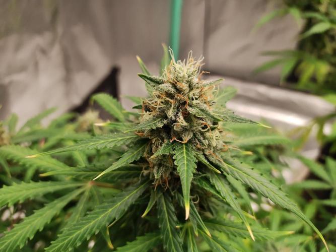 Blackberry Cream Auto. Week 11 - Day 83