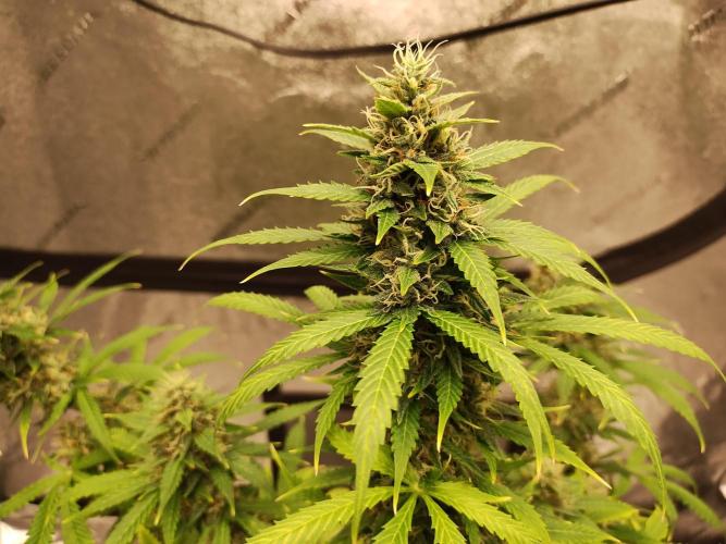 Blackberry Cream Auto. Week 11 - Day 83