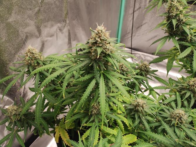 Blackberry Cream Auto. Week 11 - Day 85