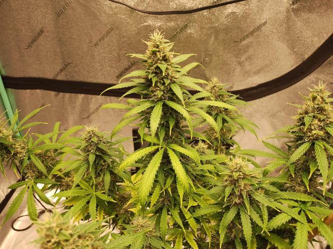 Blackberry Cream Auto. Week 11 - Day 85