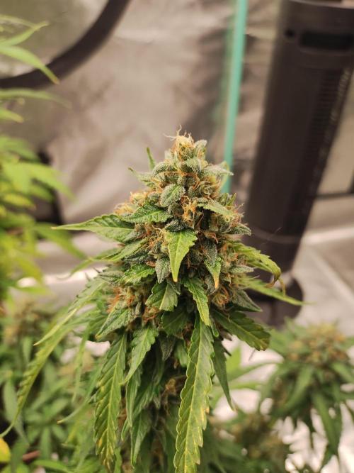 Blackberry Cream Auto. Week 11 - Day 85