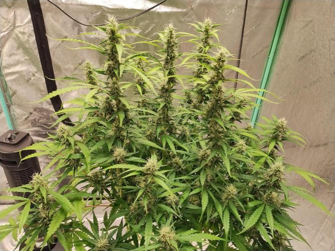 Blackberry Cream Auto DWC. Week 11 - Day 79