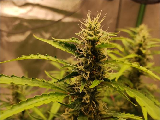 Blackberry Cream Auto DWC. Week 11 - Day 79