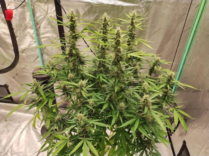 Blackberry Cream Auto DWC. Week 11 - Day 81