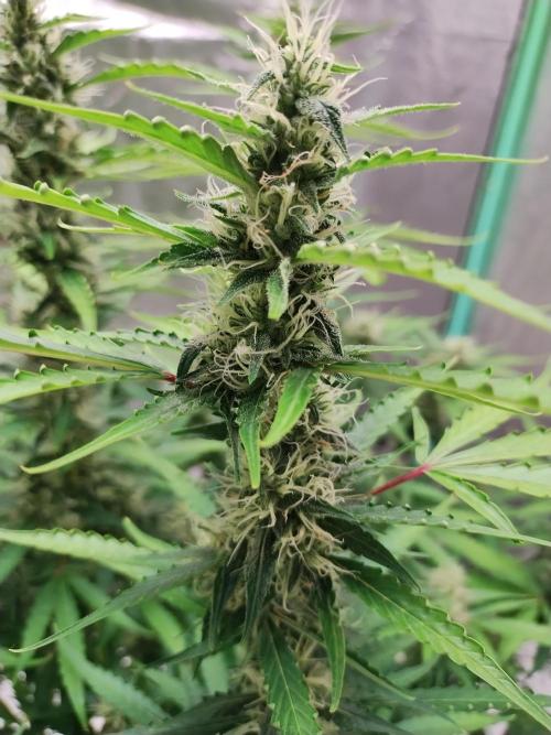 Blackberry Cream Auto DWC. Week 11 - Day 81