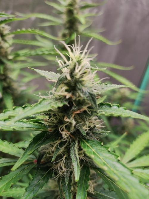 Blackberry Cream Auto DWC. Week 11 - Day 83