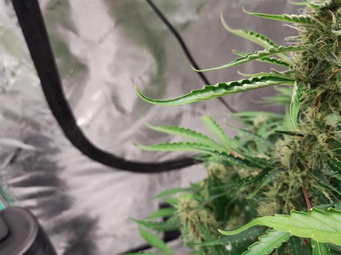 Blackberry Cream Auto DWC. Week 11 - Day 83 - taco-ing due to water temperature fluctuations