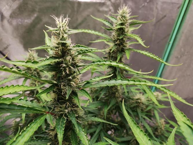 Blackberry Cream Auto DWC. Week 11 - Day 83 - taco-ing due to water temperature fluctuations