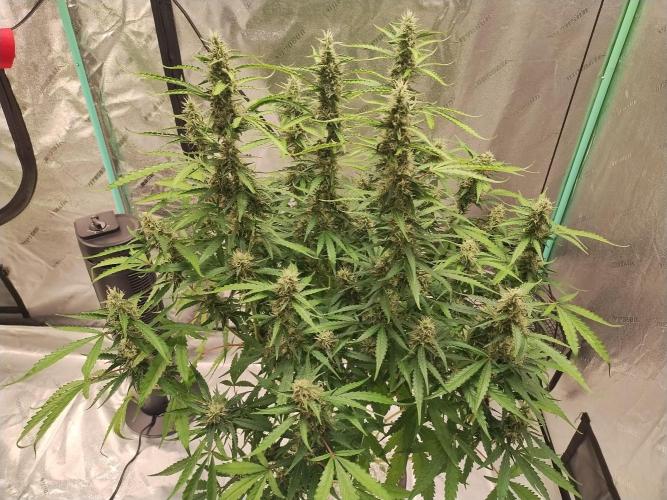 Blackberry Cream Auto DWC. Week 11 - Day 85