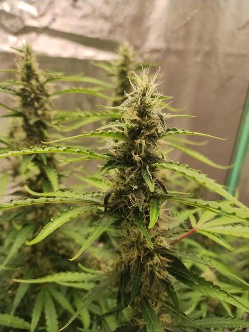 Blackberry Cream Auto DWC. Week 11 - Day 85