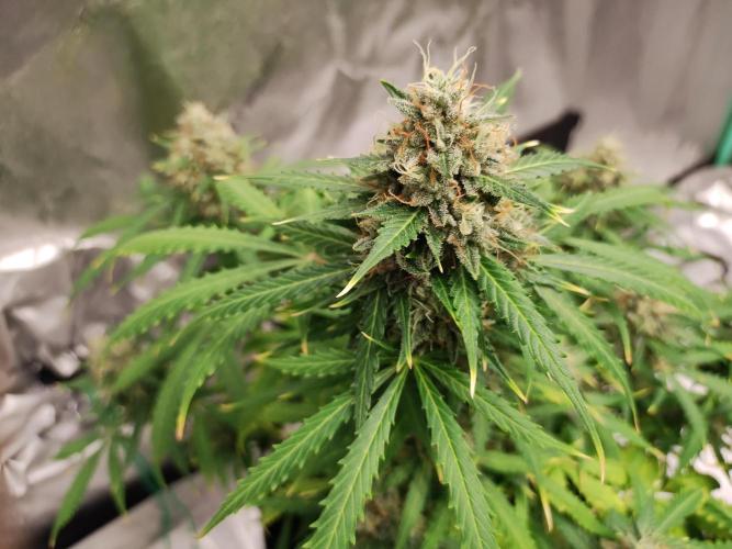 Blackberry Cream Auto. Week 12 - Day 87