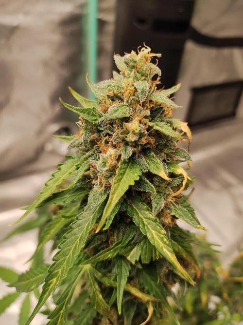 Blackberry Cream Auto. Week 12 - Day 87