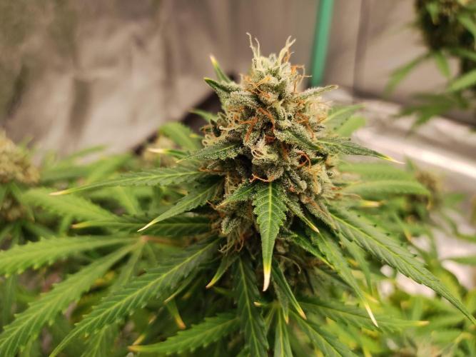 Blackberry Cream Auto. Week 12 - Day 89