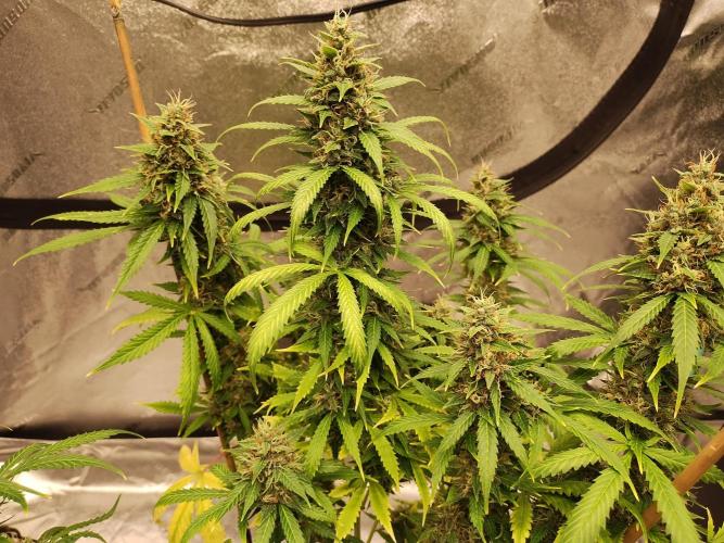 Blackberry Cream Auto. Week 12 - Day 89