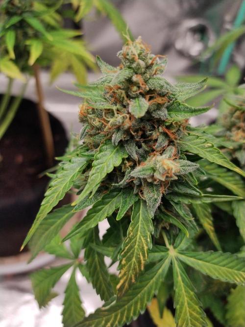 Blackberry Cream Auto. Week 12 - Day 89