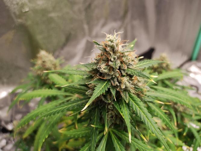 Blackberry Cream Auto. Week 12 - Day 91