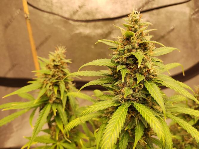 Blackberry Cream Auto. Week 12 - Day 91