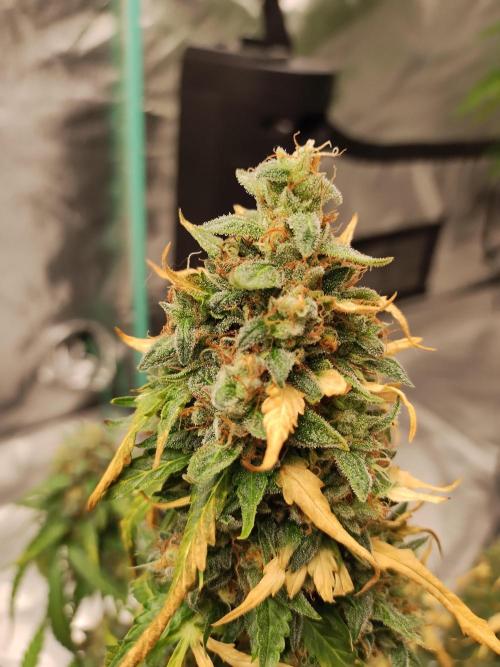 Blackberry Cream Auto. Week 12 - Day 91