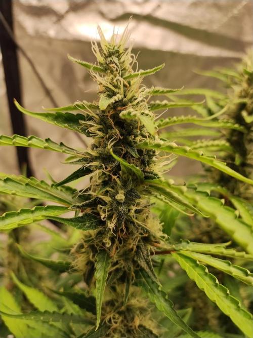 Blackberry Cream Auto DWC. Week 12 - Day 86