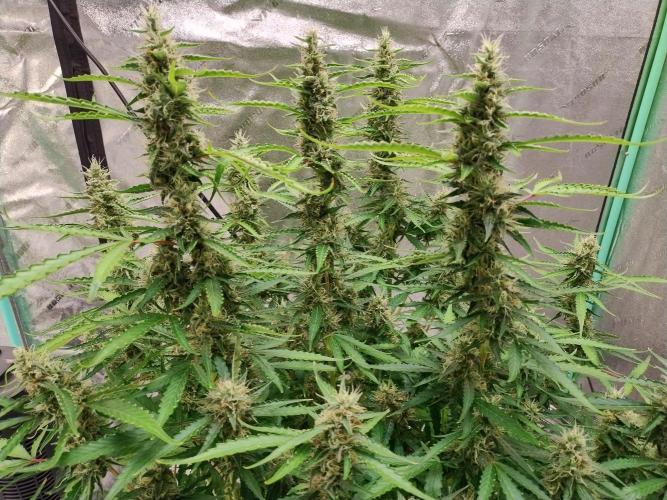 Blackberry Cream Auto DWC. Week 12 - Day 89