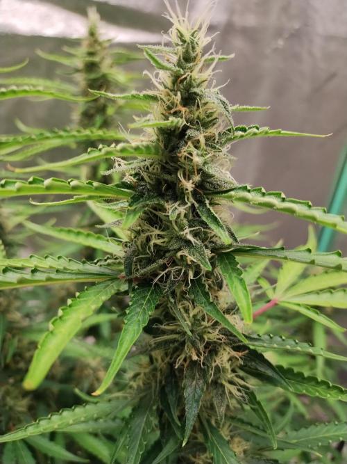 Blackberry Cream Auto DWC. Week 12 - Day 89