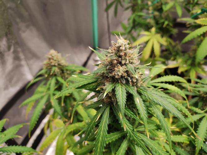 Blackberry Cream Auto. Week 13 - Day 93