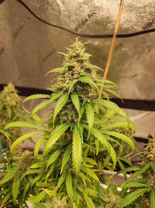 Blackberry Cream Auto. Week 13 - Day 93