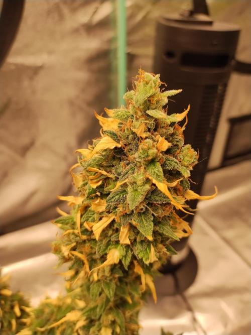 Blackberry Cream Auto. Week 13 - Day 93