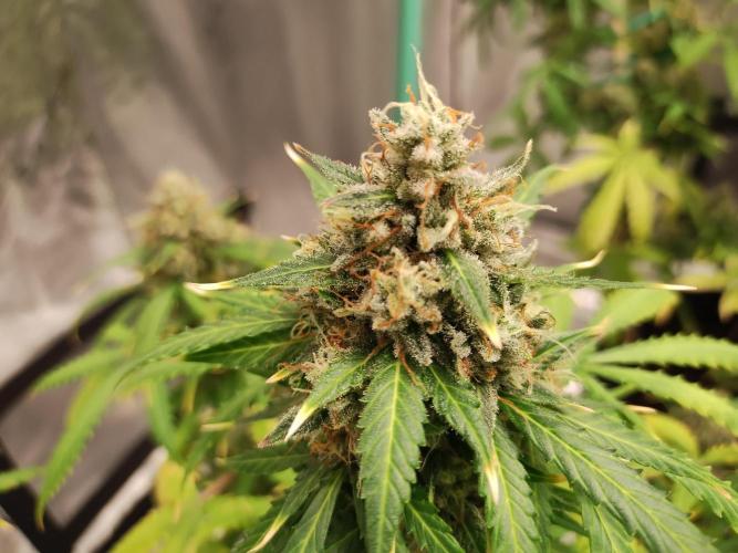 Blackberry Cream Auto. Week 13 - Day 95