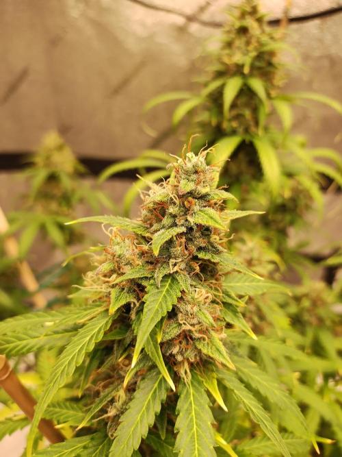 Blackberry Cream Auto. Week 13 - Day 95