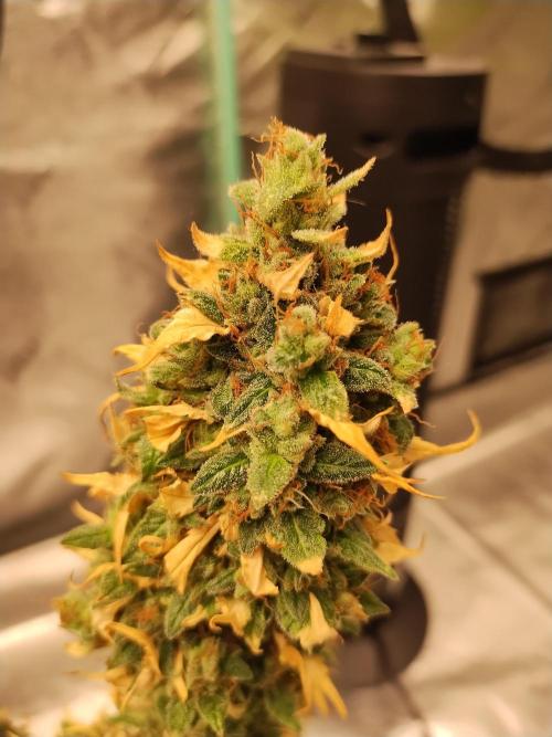 Blackberry Cream Auto. Week 13 - Day 95