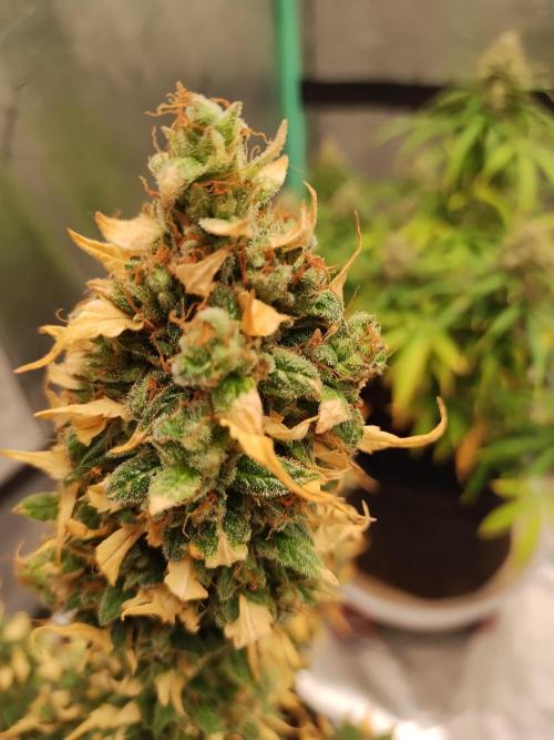 Blackberry Cream Auto. Week 13 - Day 98