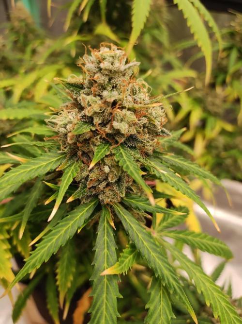 Blackberry Cream Auto. Week 13 - Day 98