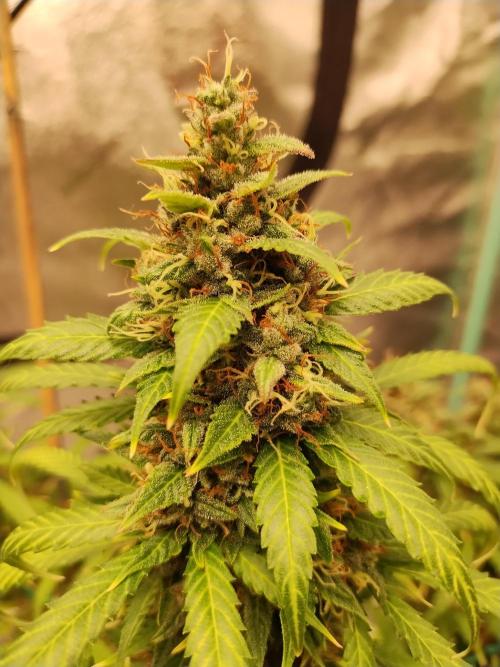 Blackberry Cream Auto. Week 13 - Day 98