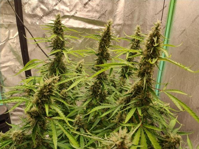 Blackberry Cream Auto DWC. Week 13 - Day 93