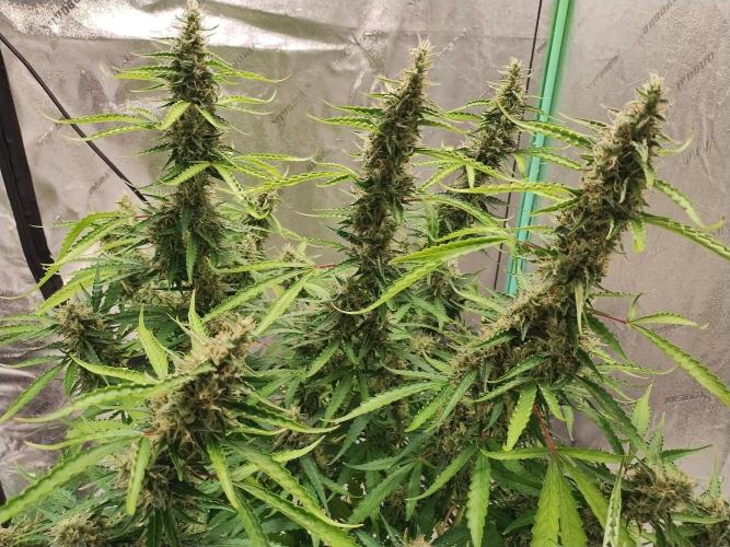 Blackberry Cream Auto DWC. Week 13 - Day 95