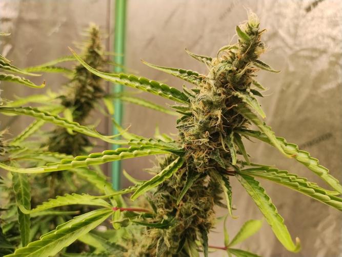 Blackberry Cream Auto DWC. Week 13 - Day 95