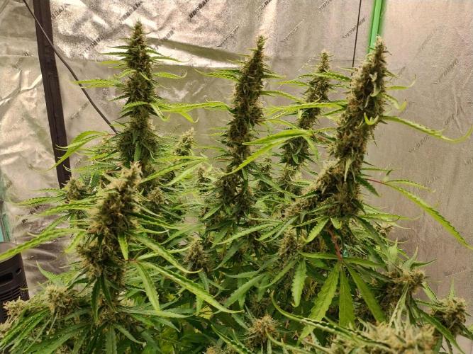 Blackberry Cream Auto DWC. Week 13 - Day 98